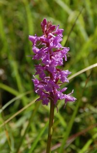 Fragrant Orchid gymnadenia conopsea